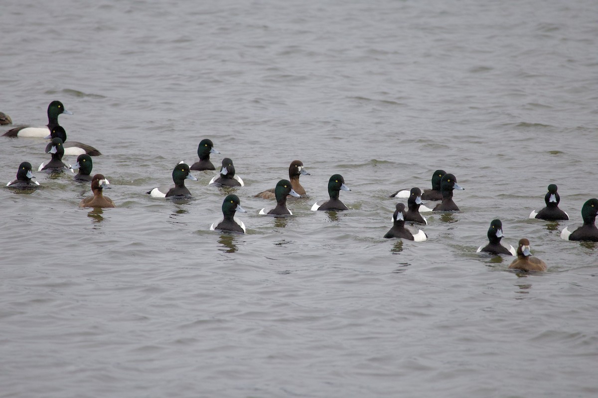 Fuligule milouinan - ML646371258