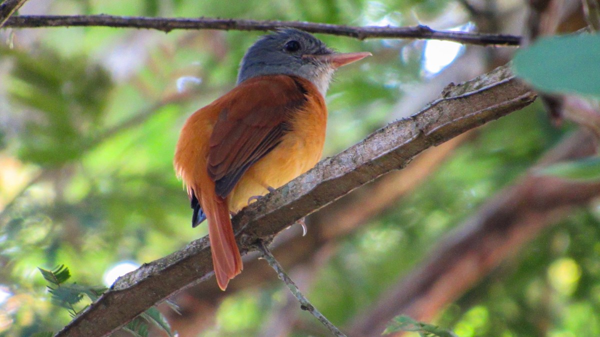 Gray-hooded Attila - ML646371261