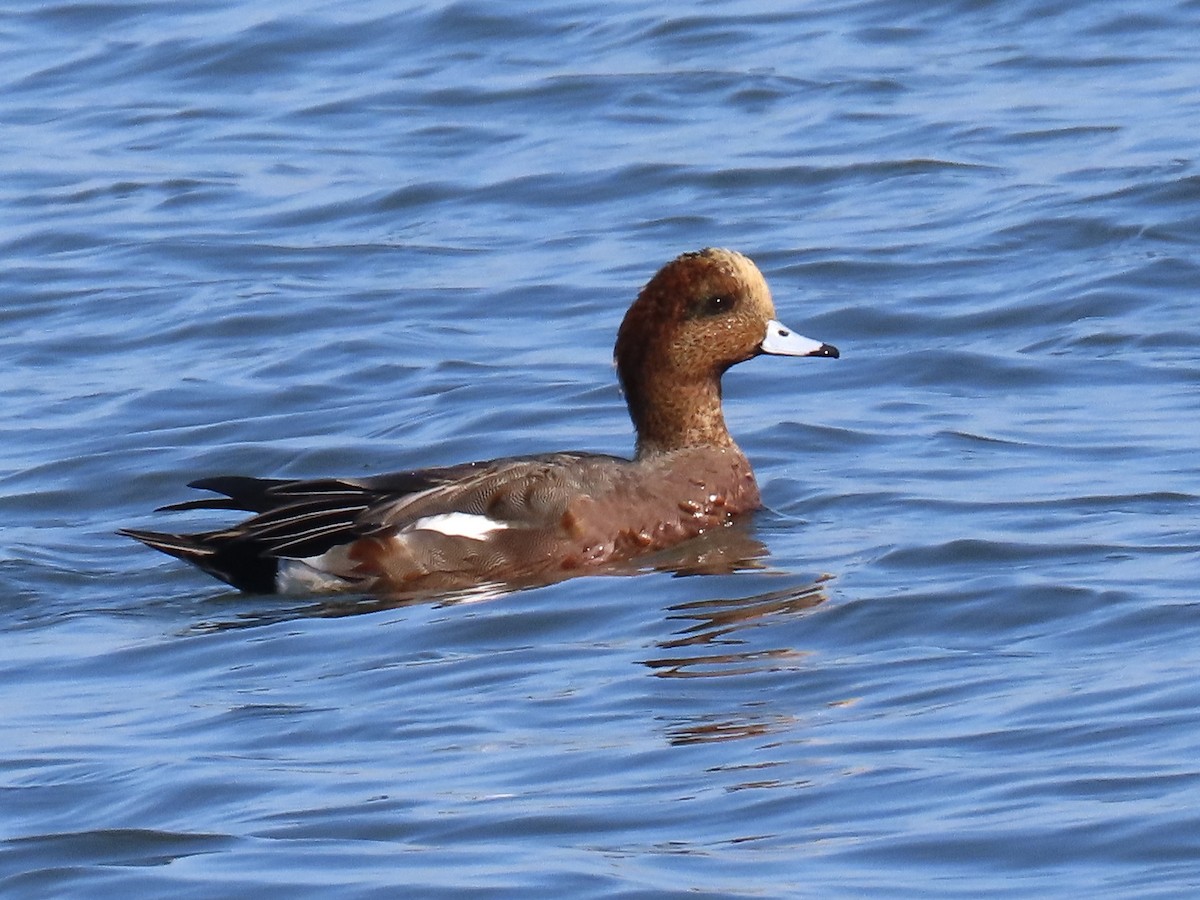 Eurasian x American Wigeon (hybrid) - ML646371263