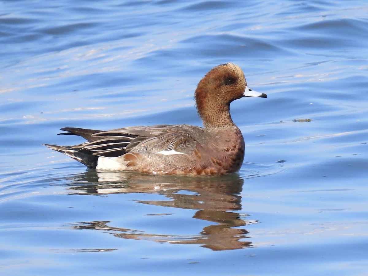 Eurasian x American Wigeon (hybrid) - ML646371264