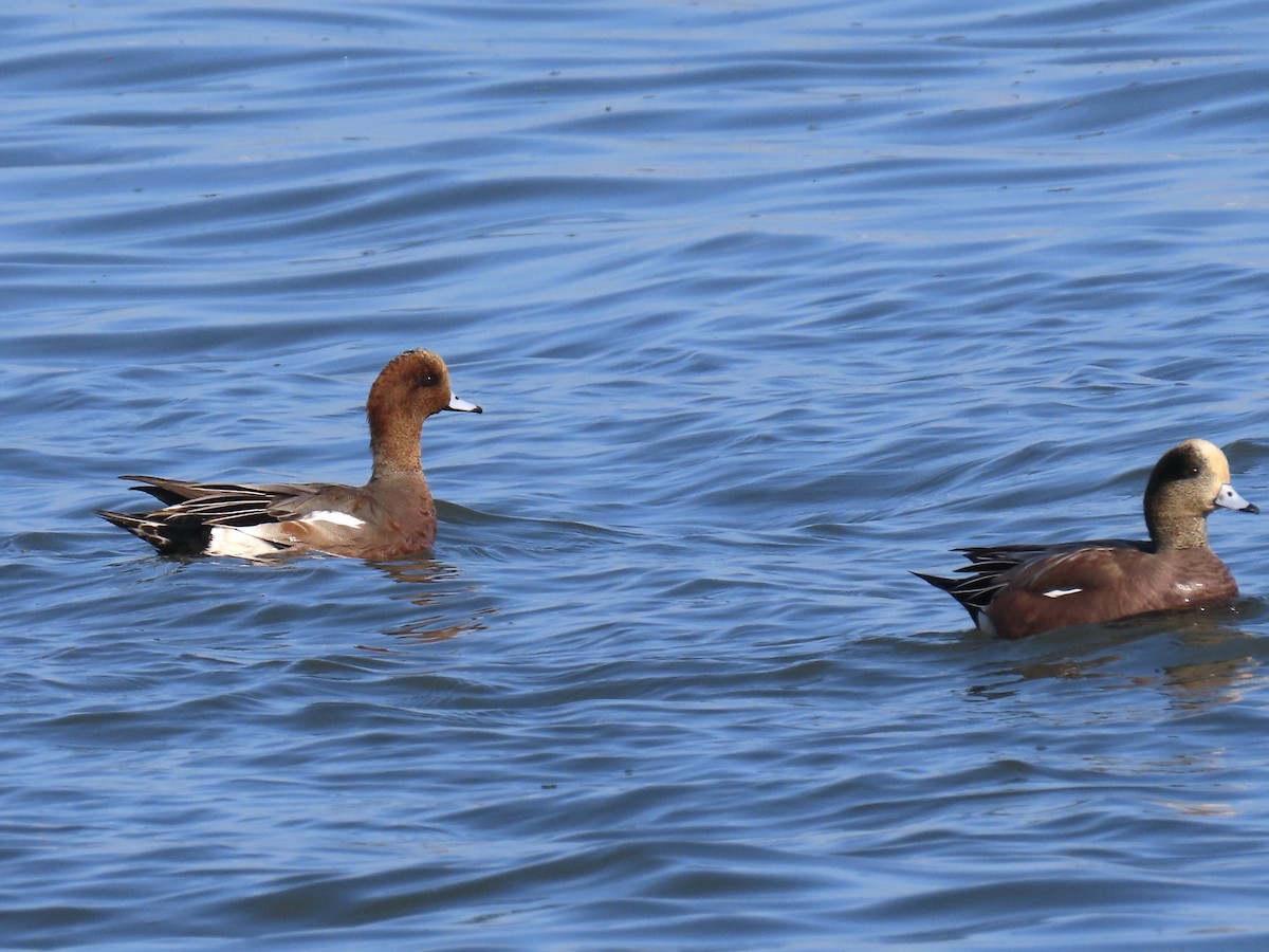 Eurasian x American Wigeon (hybrid) - ML646371265