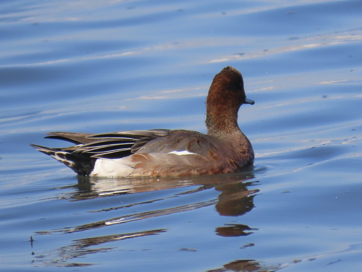 Eurasian x American Wigeon (hybrid) - ML646371266