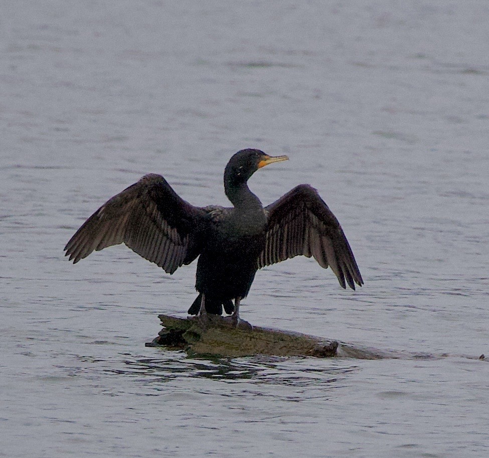 totoppskarv - ML646371271