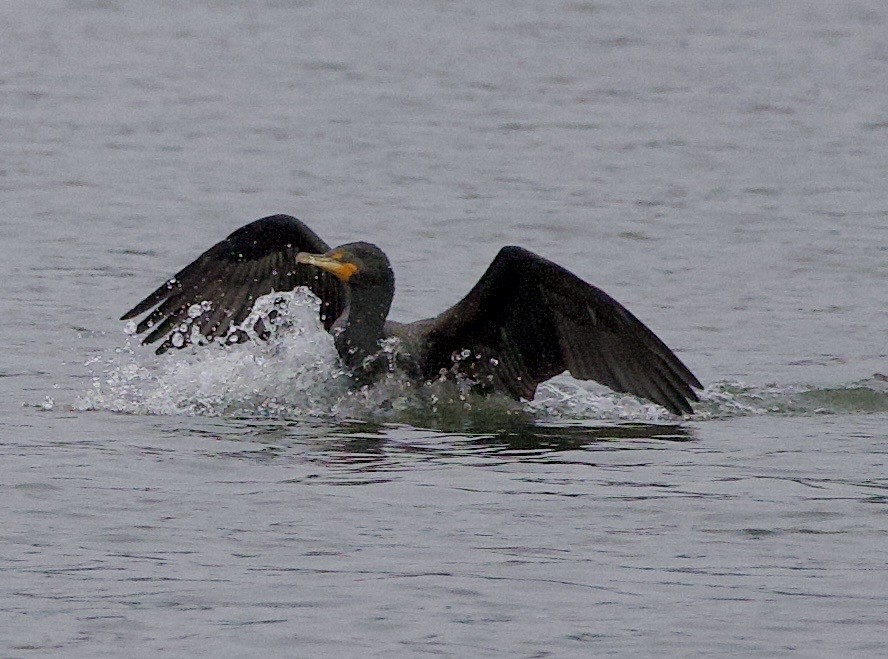 totoppskarv - ML646371272