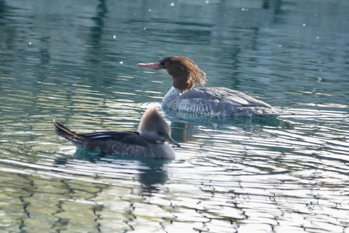 Common Merganser - ML646371277