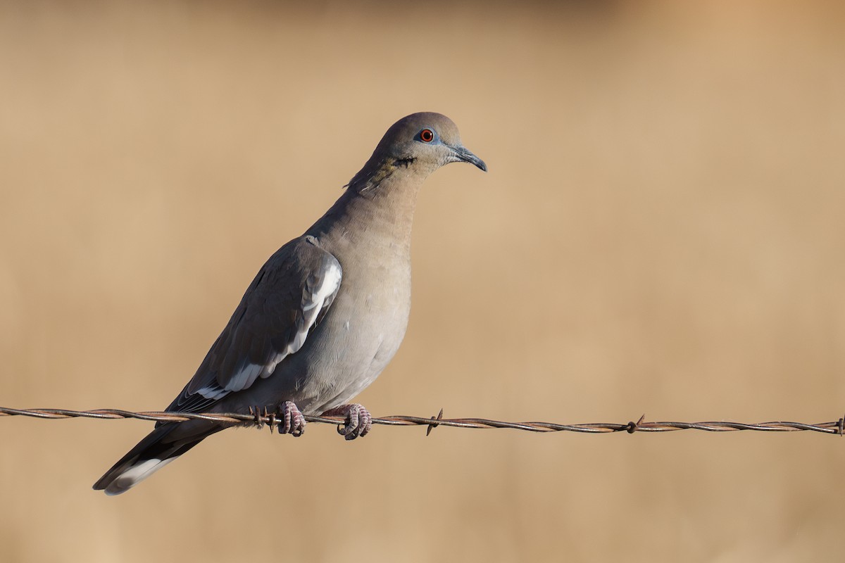 Ak Kanatlı Kumru - ML646371282