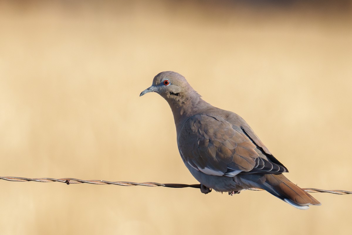 Ak Kanatlı Kumru - ML646371283