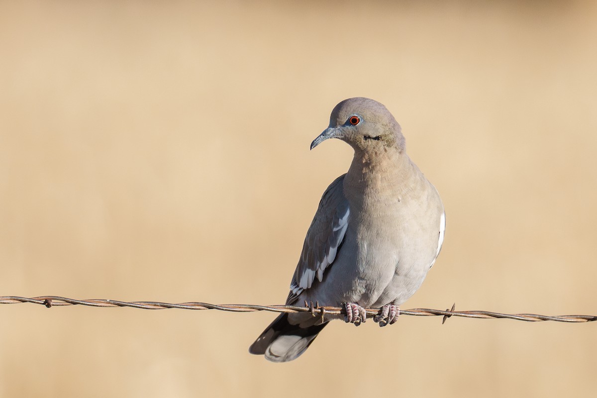 Ak Kanatlı Kumru - ML646371284