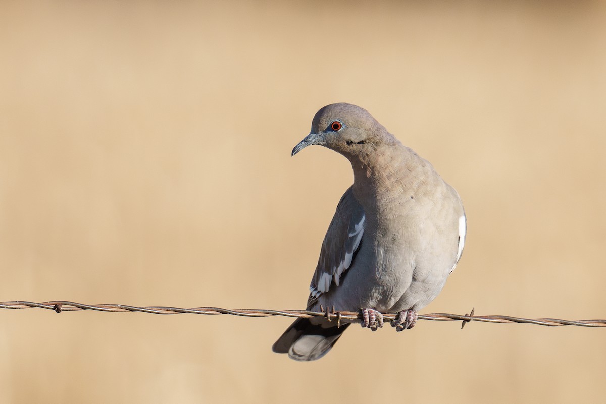 Ak Kanatlı Kumru - ML646371285