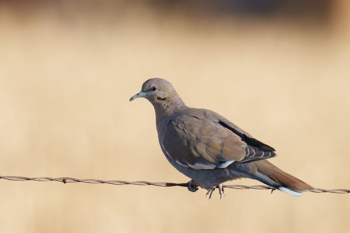 Ak Kanatlı Kumru - ML646371287