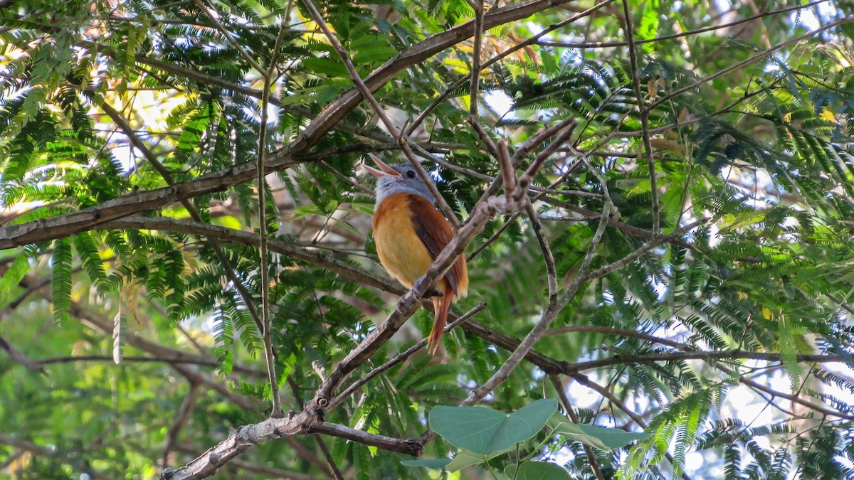 Gray-hooded Attila - ML646371288