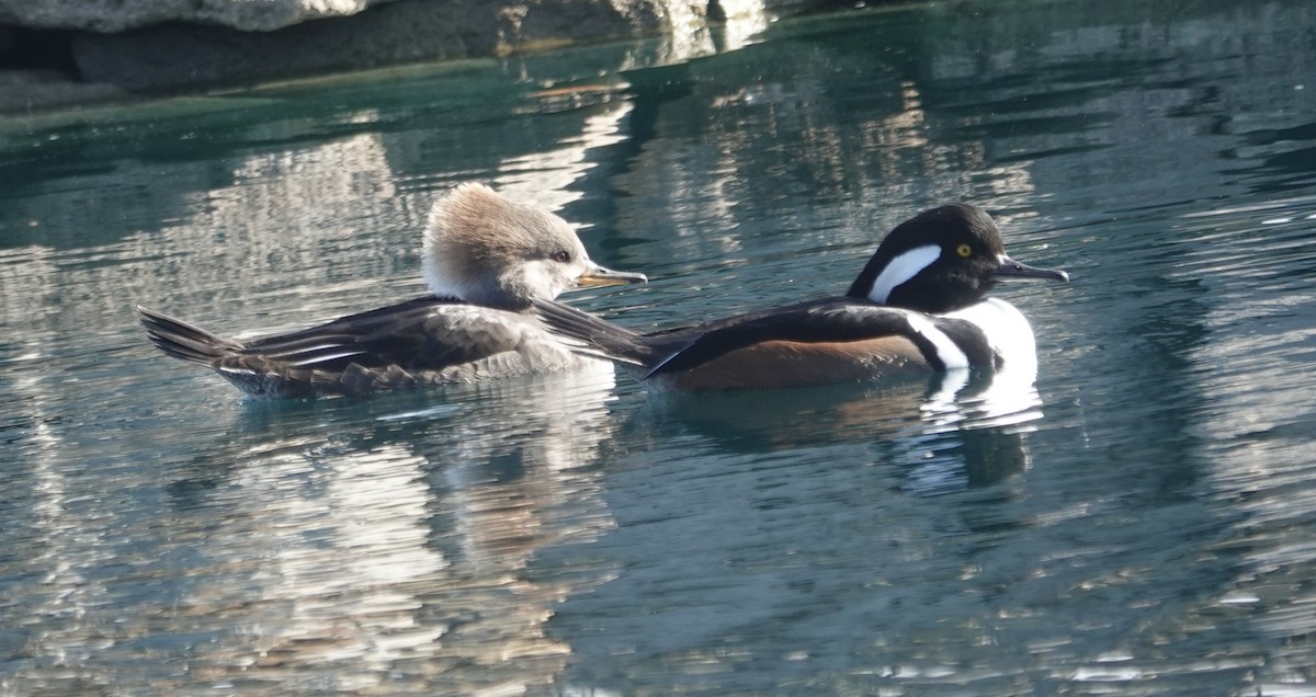 Hooded Merganser - ML646371290