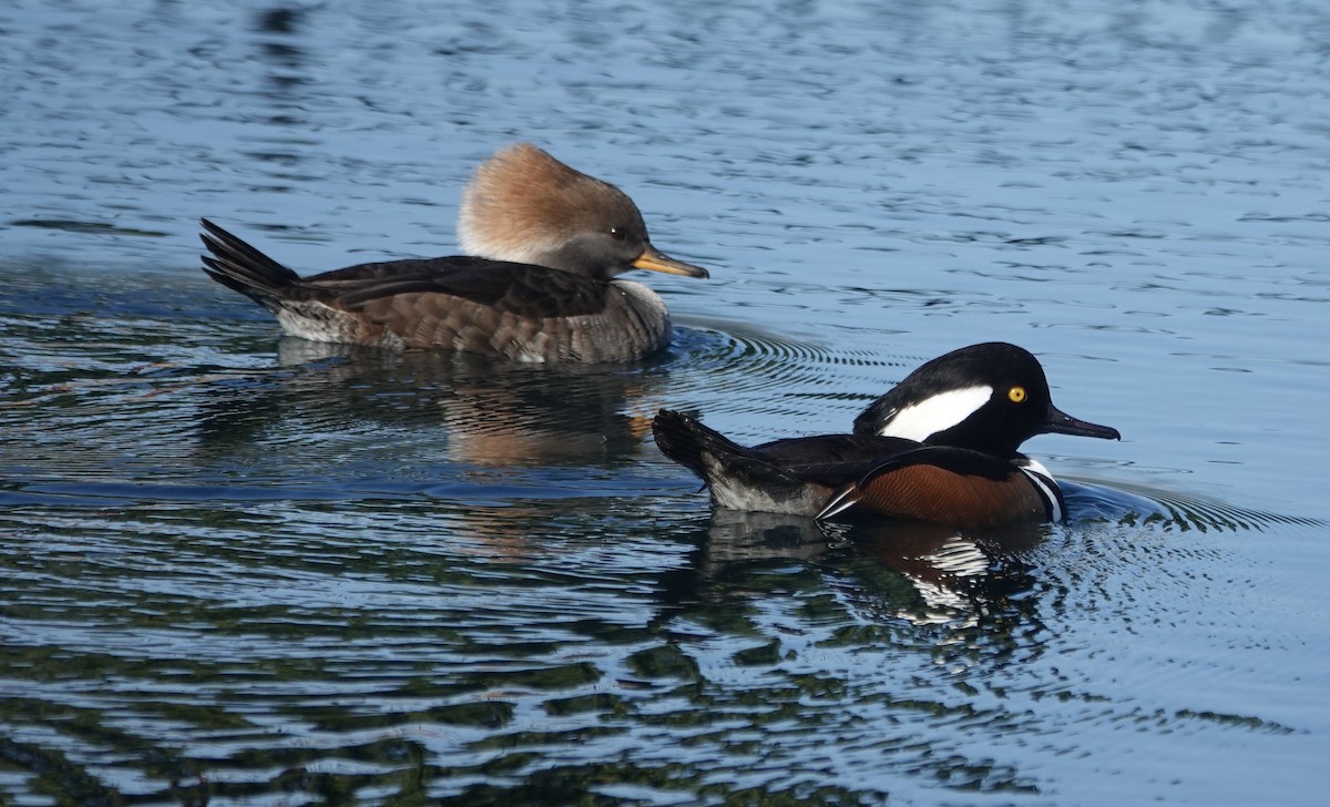Hooded Merganser - ML646371291