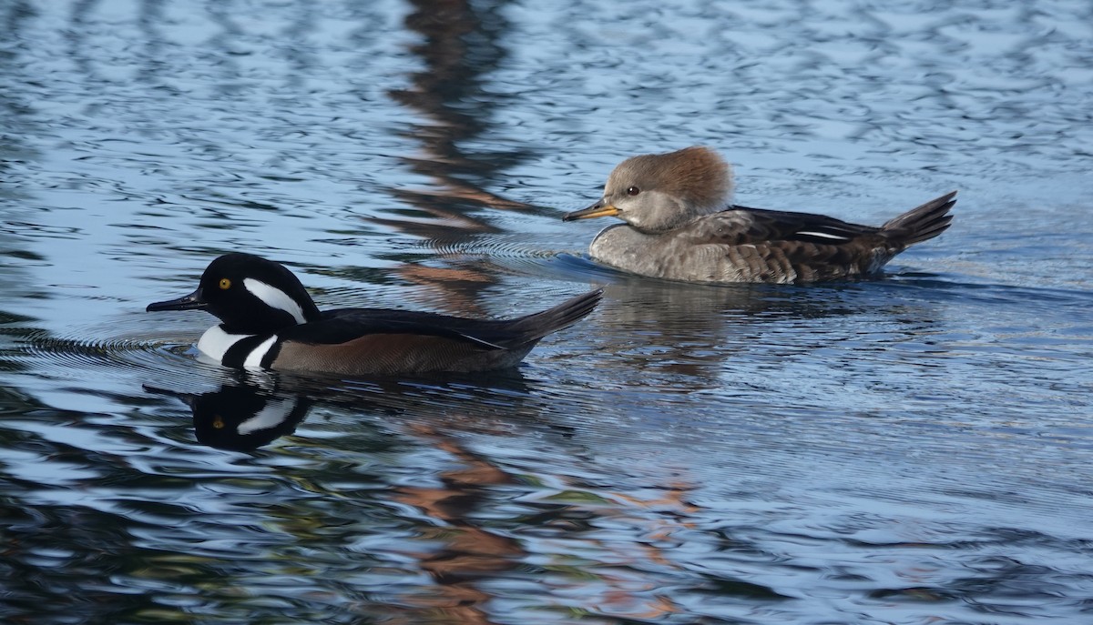 Hooded Merganser - ML646371292