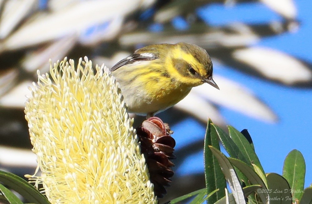 Townsendwaldsänger - ML646371296