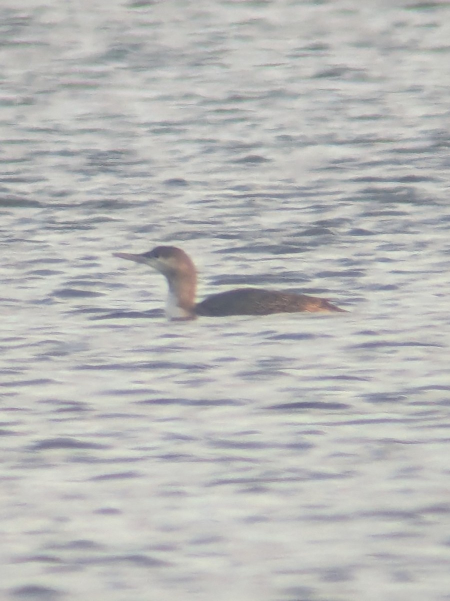 紅喉潛鳥 - ML646371297