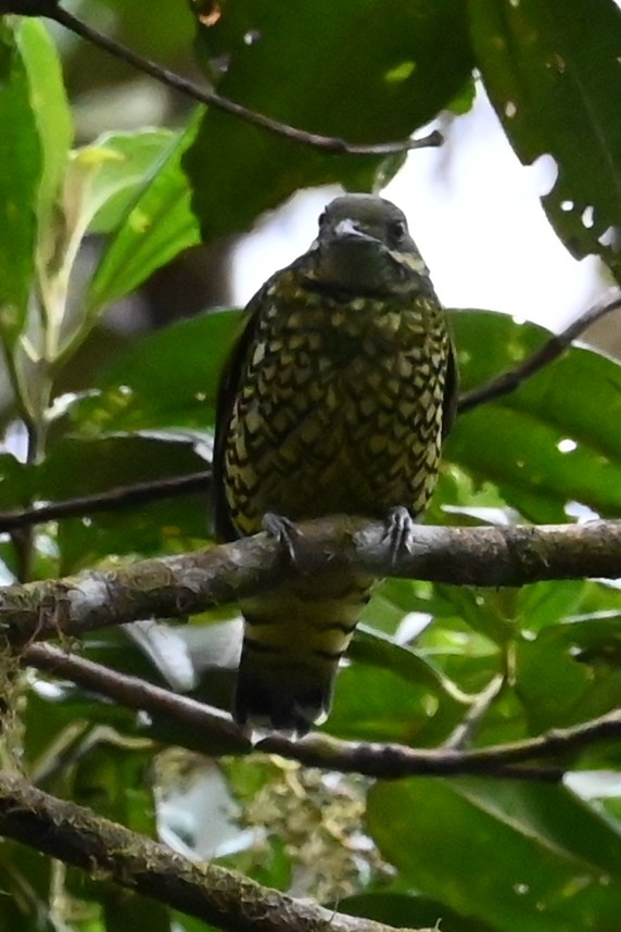 Scaled Fruiteater - ML646371298