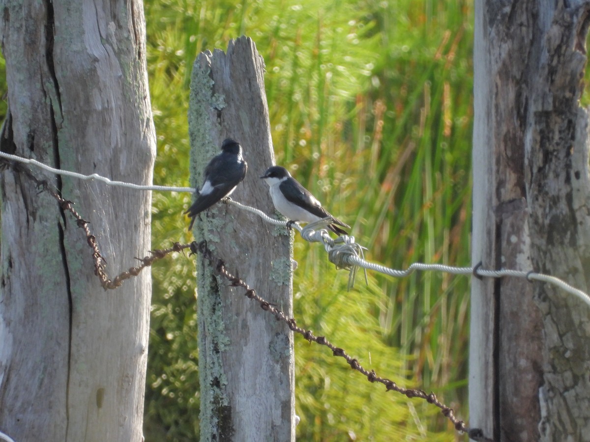 Golondrina de Manglar - ML646371299