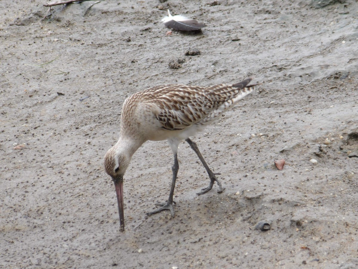 Bar-tailed Godwit - ML646371300