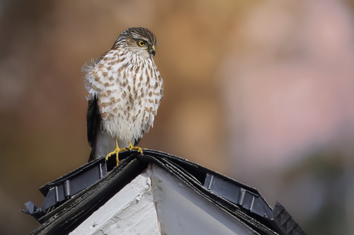 Sharp-shinned Hawk - ML646371301