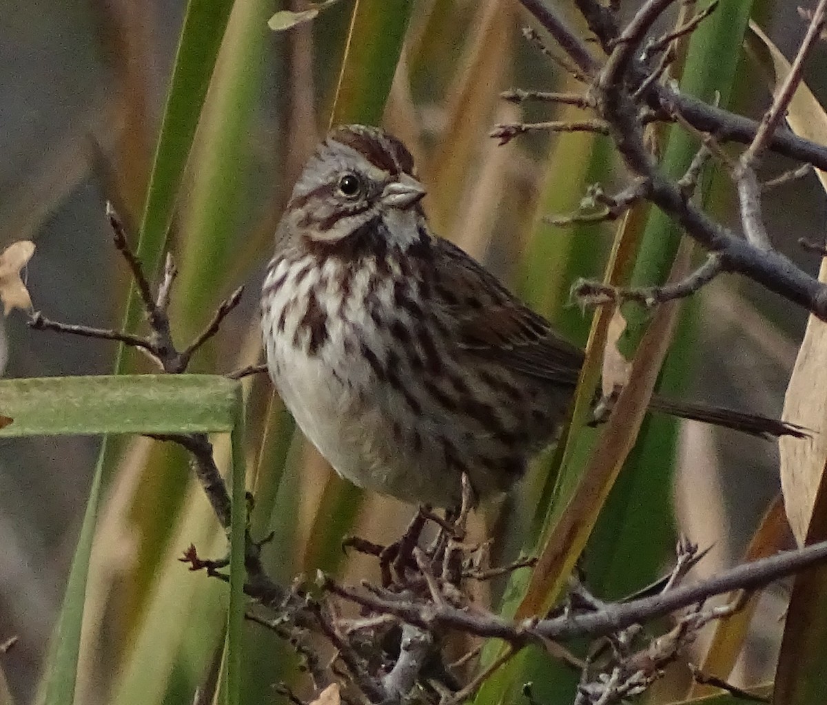 Song Sparrow - ML646371303