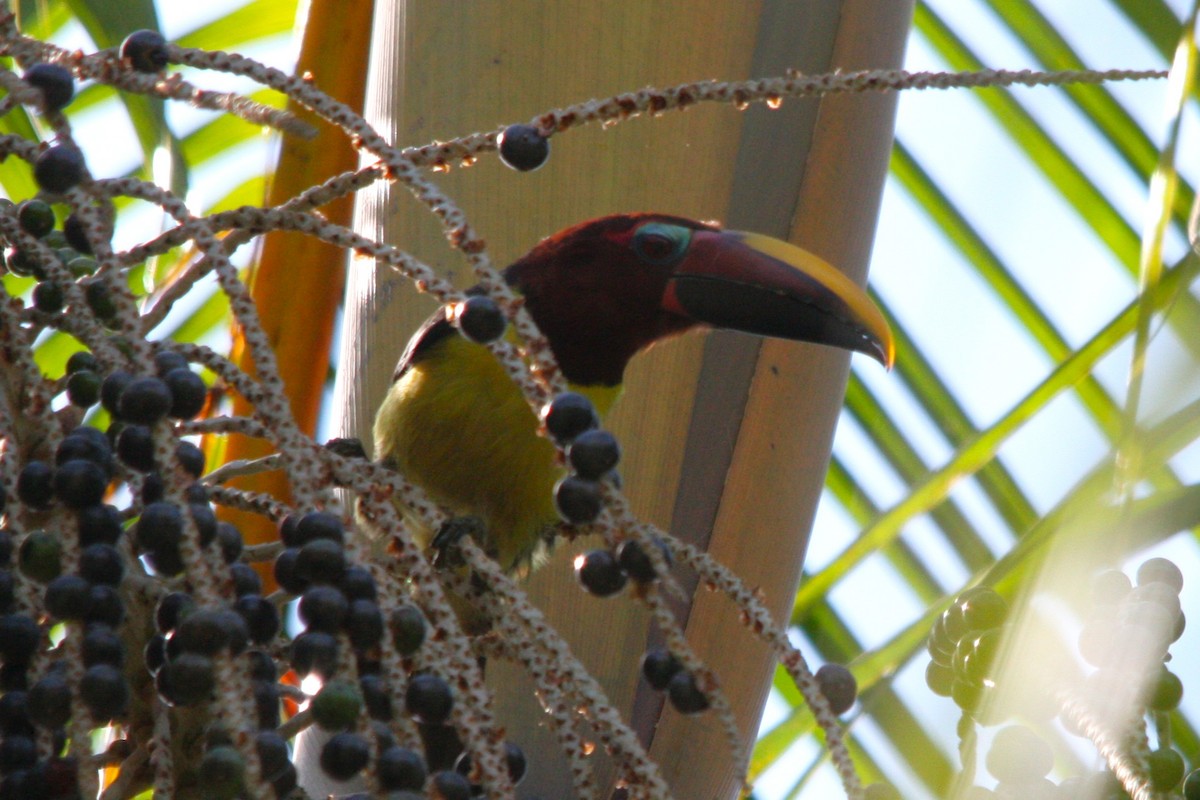 Green Aracari - ML646371305