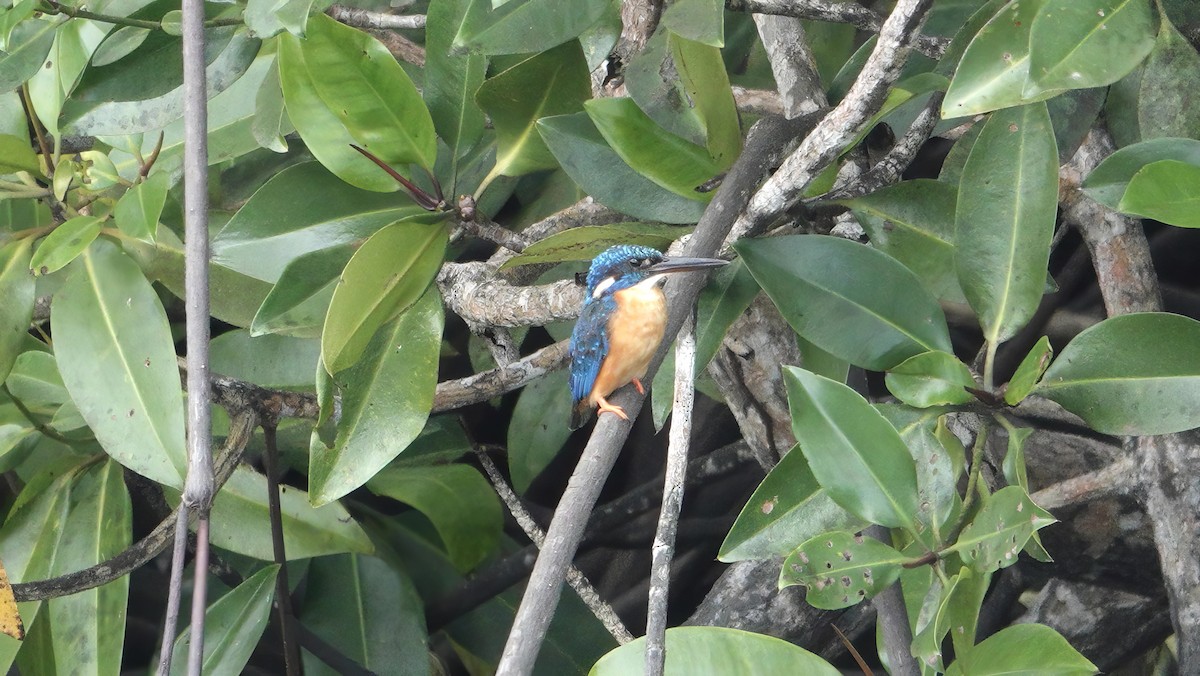 Common Kingfisher (Cobalt-eared) - ML646371307