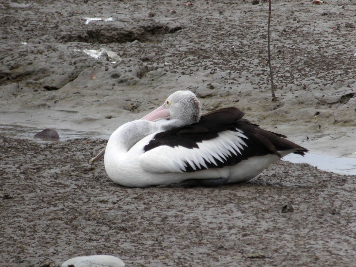 Australian Pelican - ML646371310