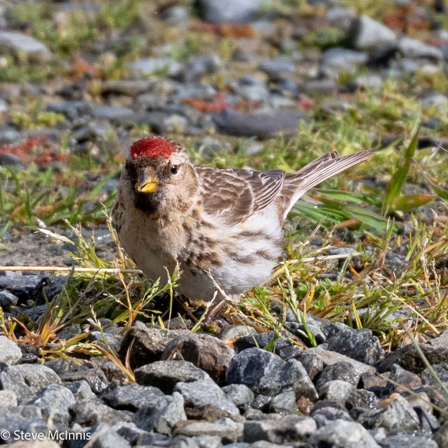 Redpoll - ML646371311