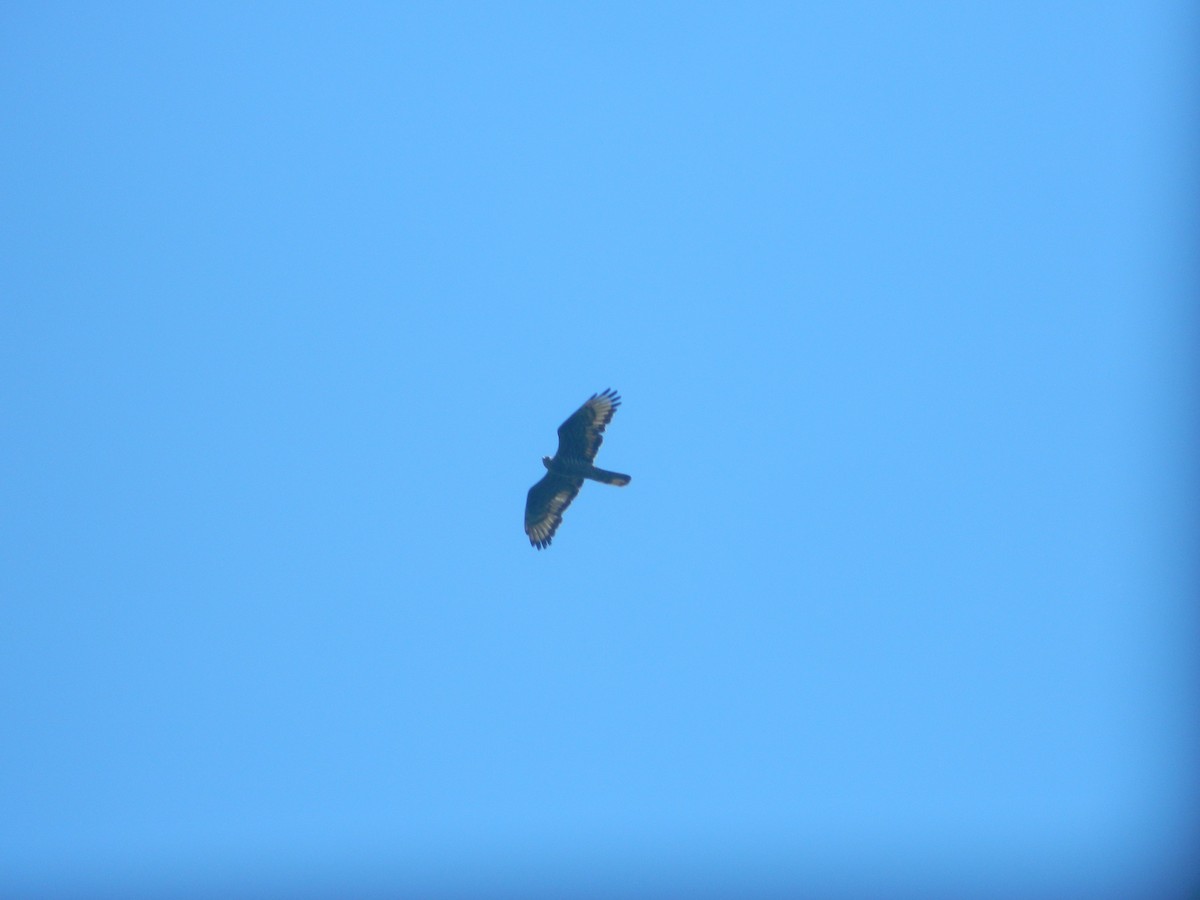 European Honey-buzzard - ML646371313