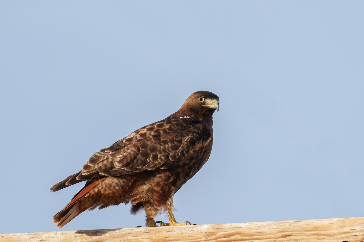 káně rudochvostá (ssp. calurus/alascensis) - ML646371317