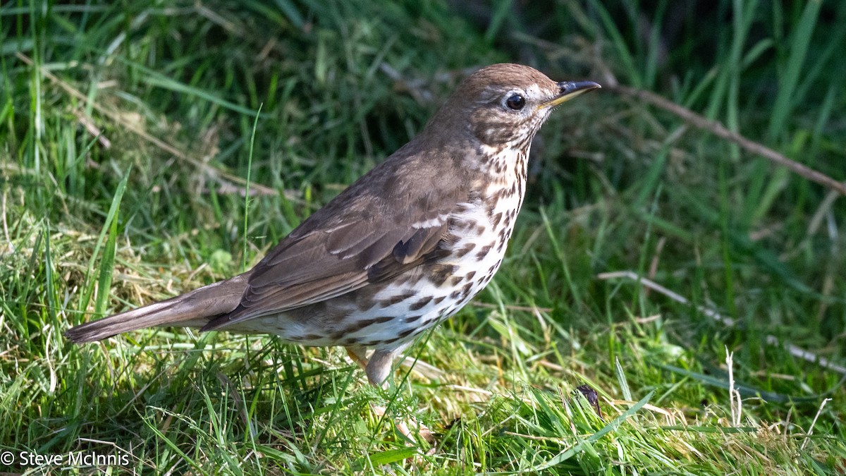 Song Thrush - ML646371318