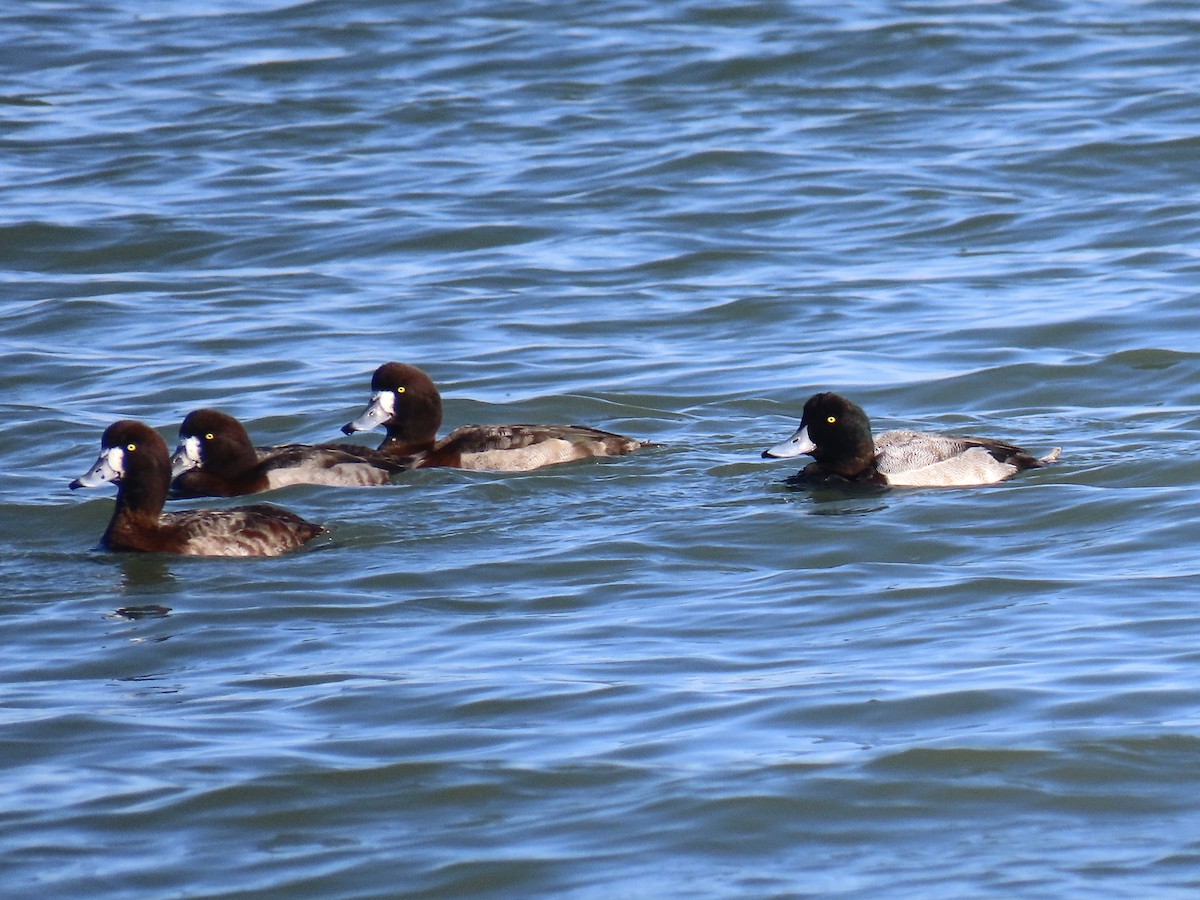 Fuligule milouinan - ML646371319