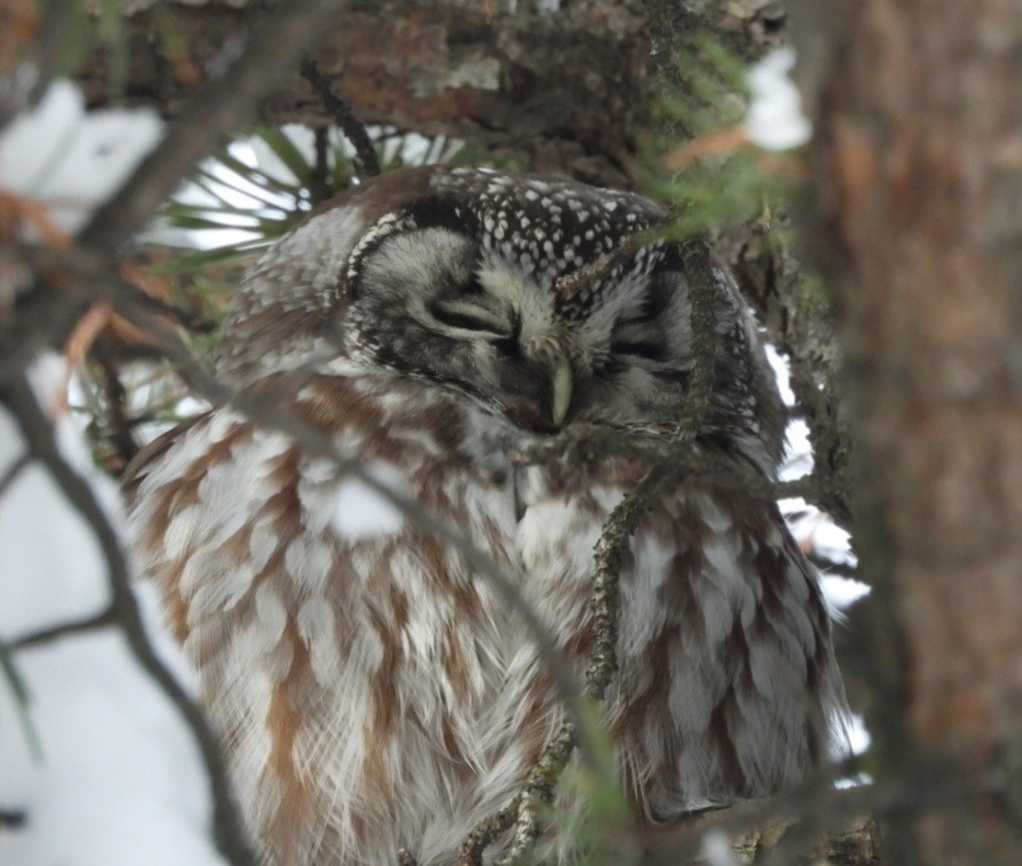 Boreal Owl - ML646371321