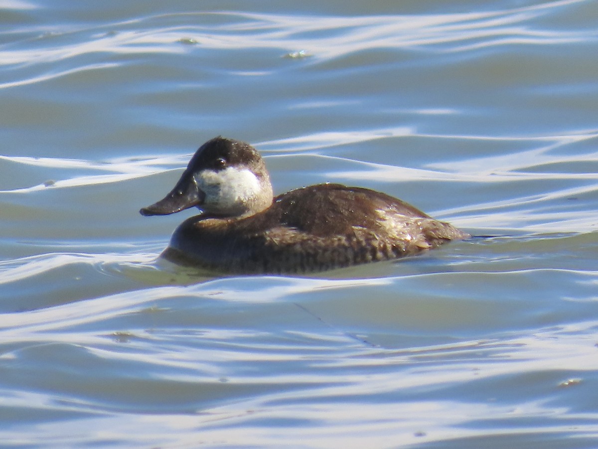 Gobbo della Giamaica - ML646371323