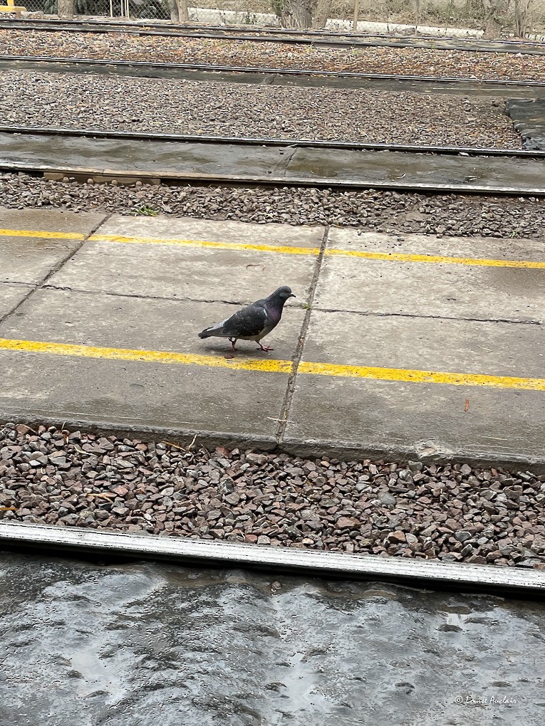 יונת בית - ML646371324