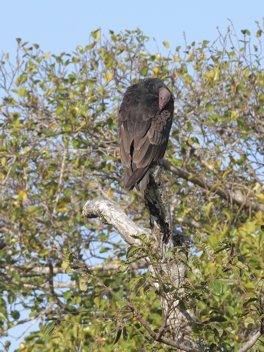 Aura Gallipavo - ML646371325