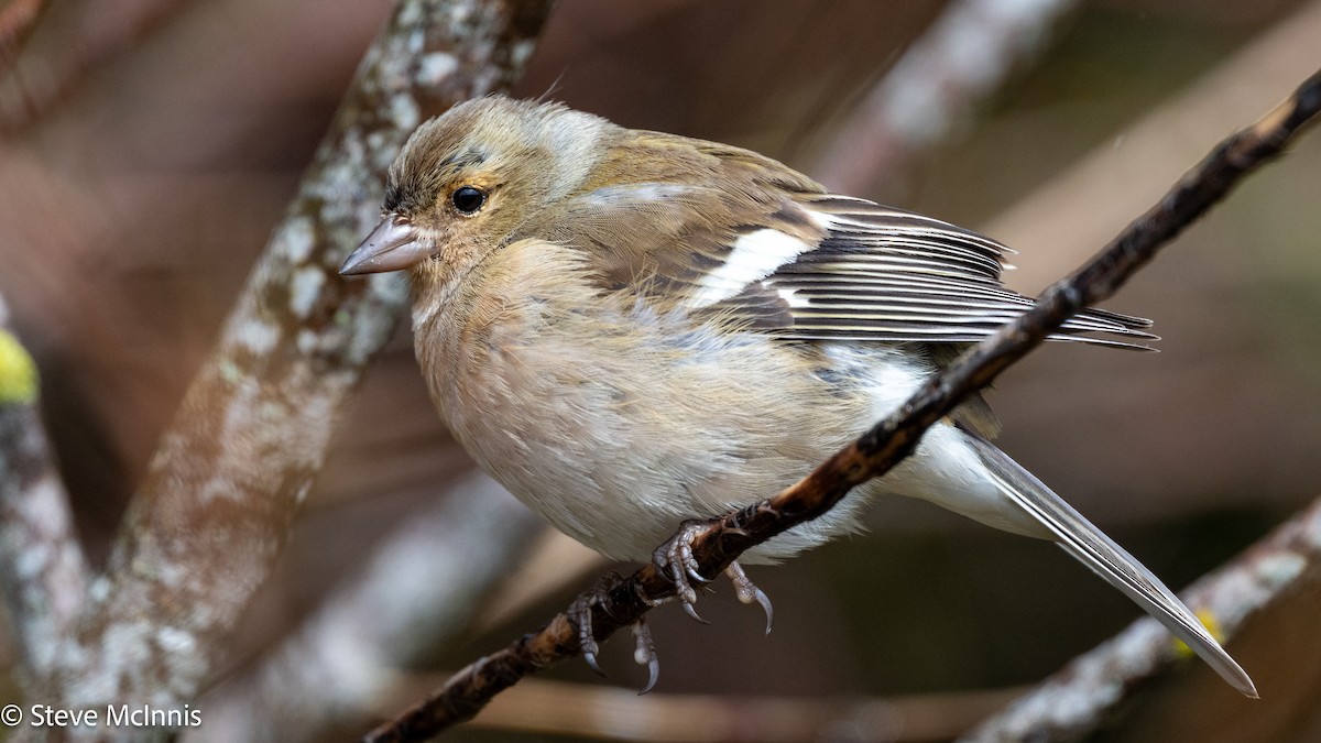Common Chaffinch - ML646371327