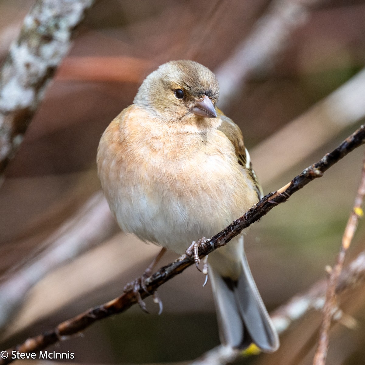Common Chaffinch - ML646371328