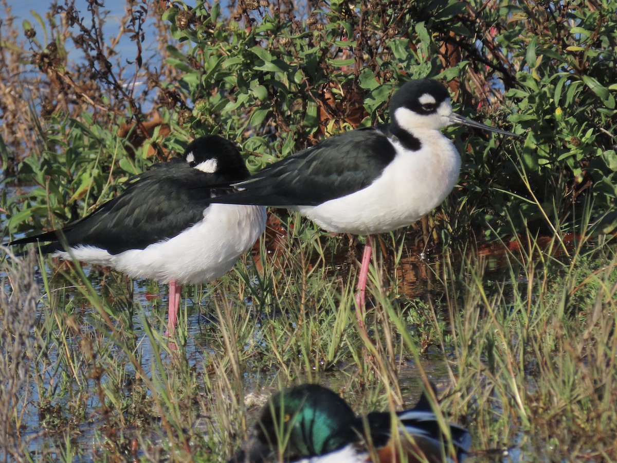 Black-necked Stilt - ML646371338