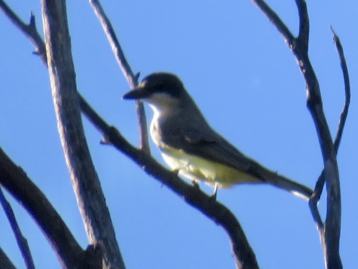 Thick-billed Kingbird - ML646371340