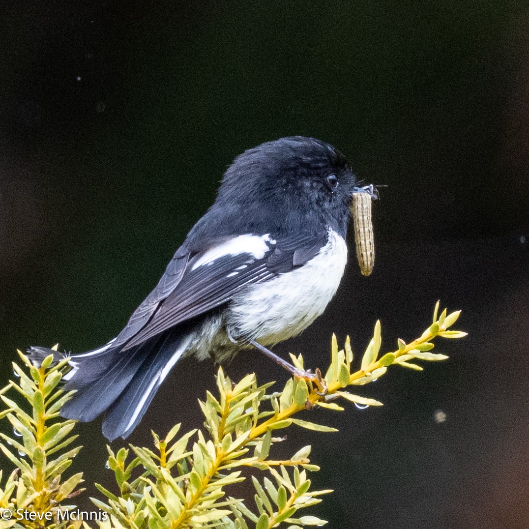 Tomtit - ML646371341