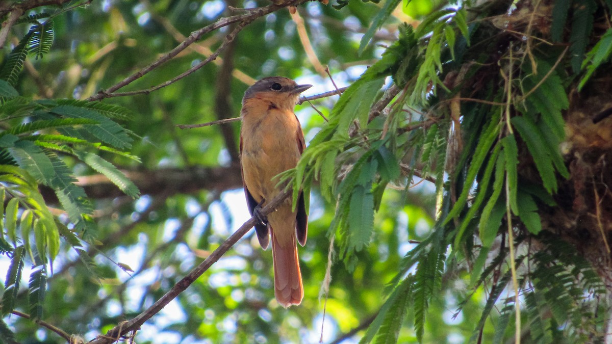 ハチマキカザリドリモドキ - ML646371343