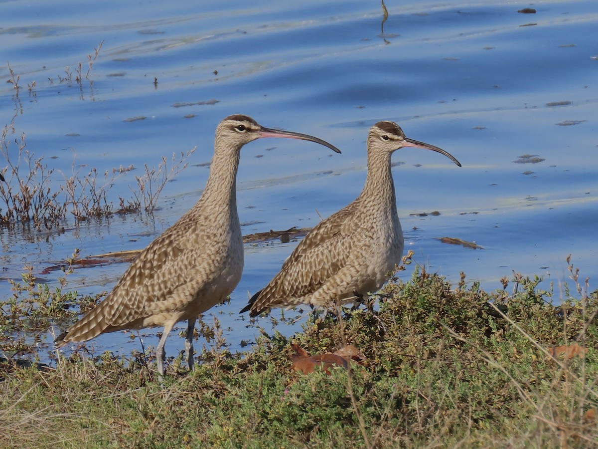 Chiurlo piccolo americano - ML646371344