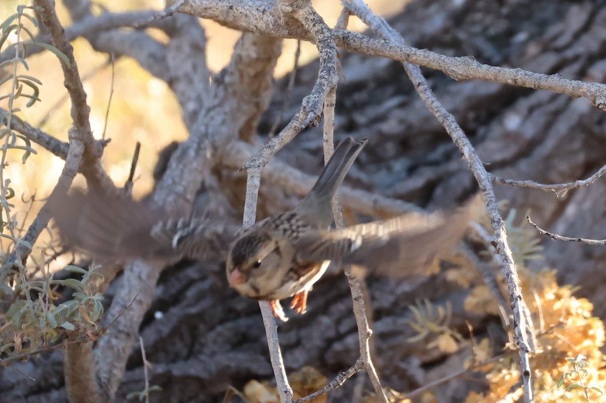 Harris's Sparrow - ML646371346