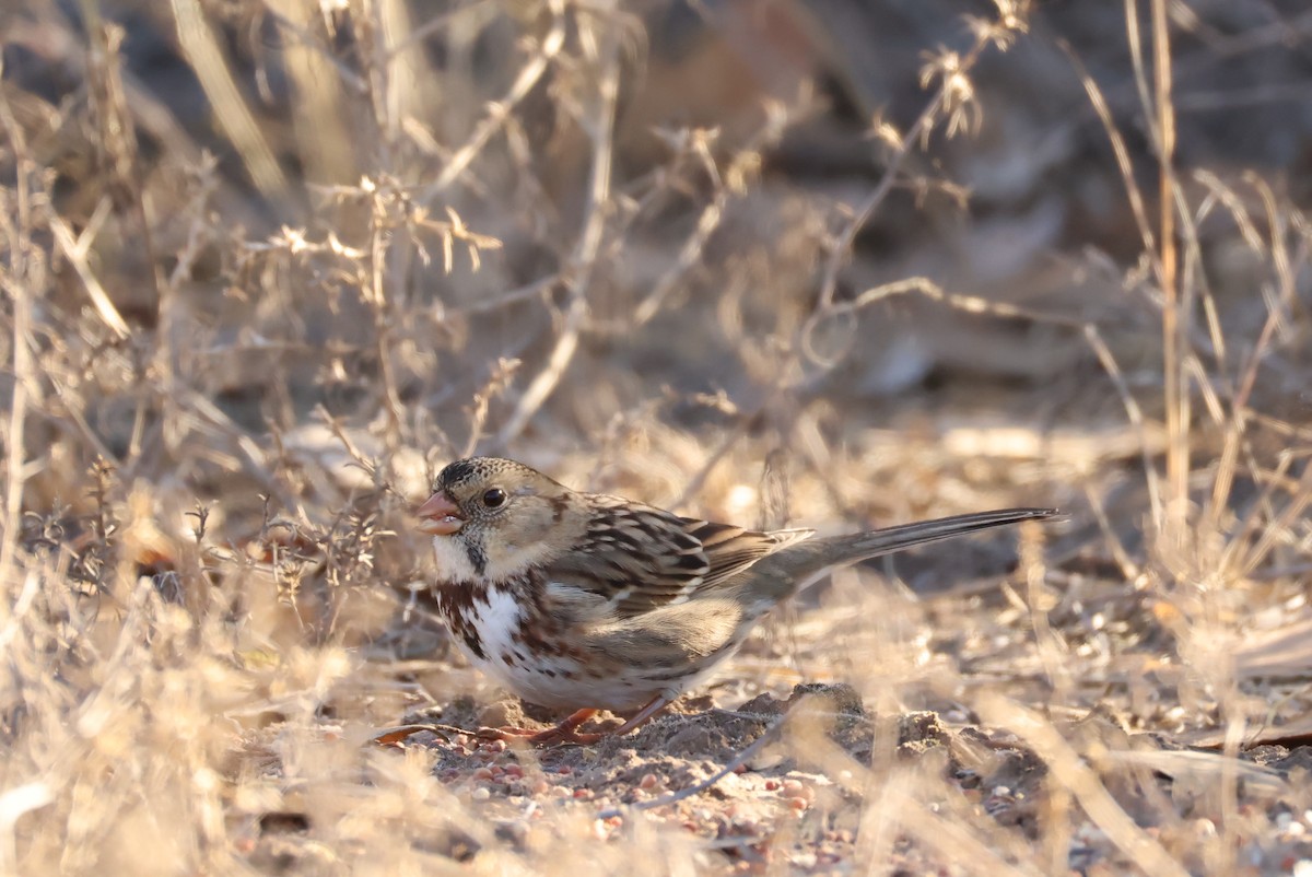 Harris's Sparrow - ML646371347