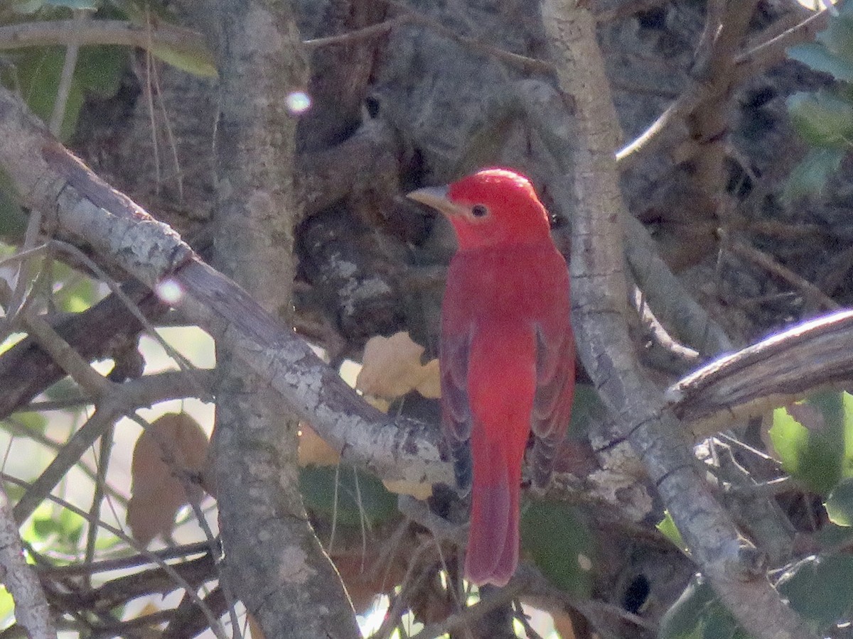 Summer Tanager - ML646371352