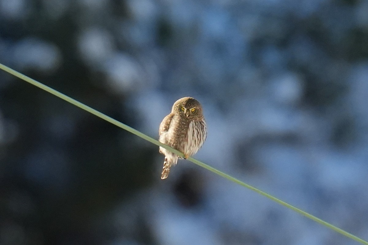 Northern Pygmy-Owl - ML646371353