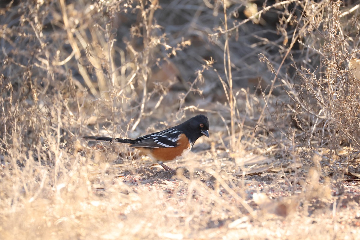 Spotted Towhee - ML646371355