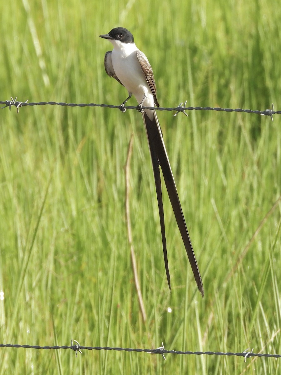 Tijereta Sabanera - ML646371356